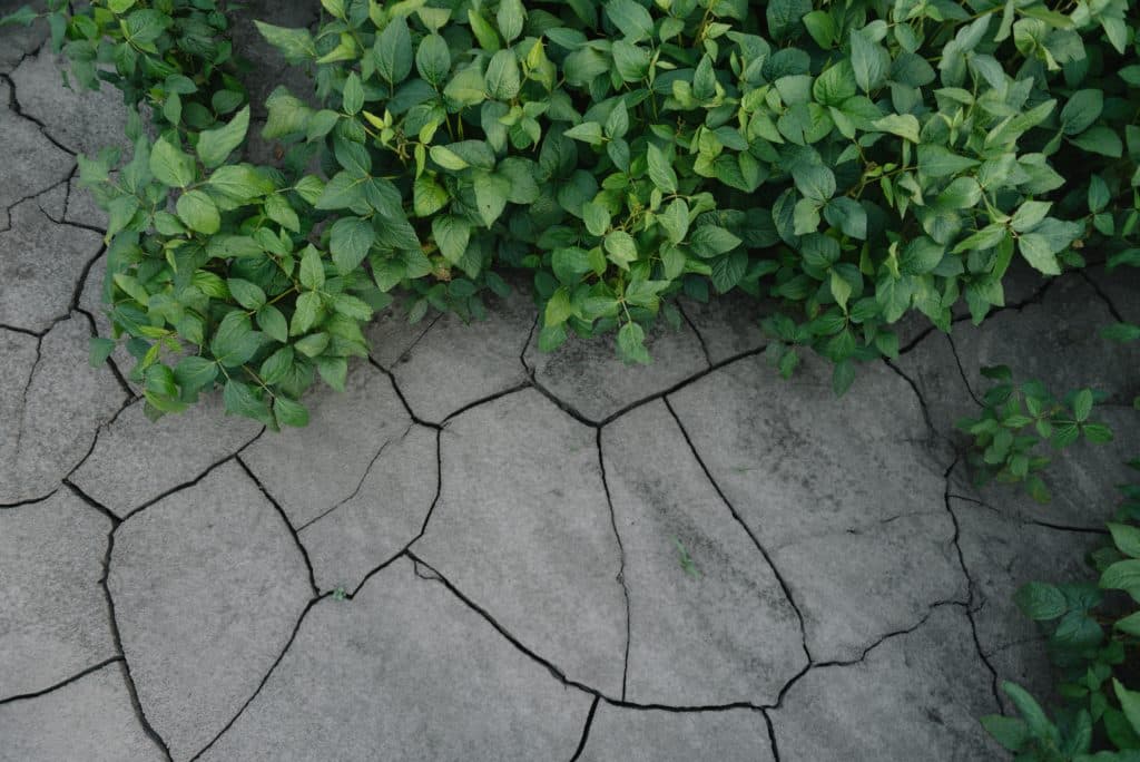 Green plants on cracked gray concrete surface.